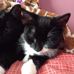 Meet your Posher, Isabella